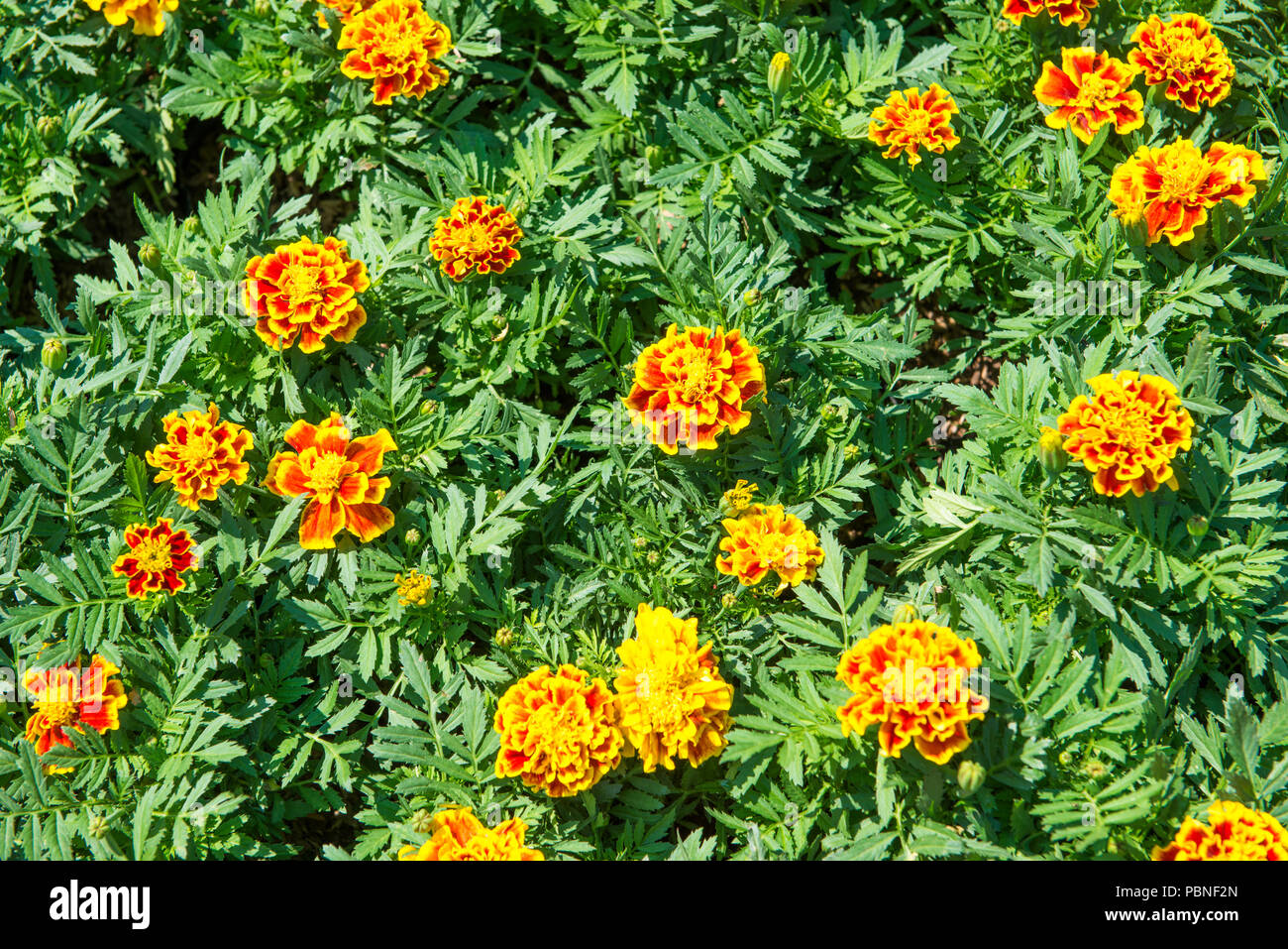 Tagetes Blume. Schöne gelbe Blume im Garten. Stockfoto