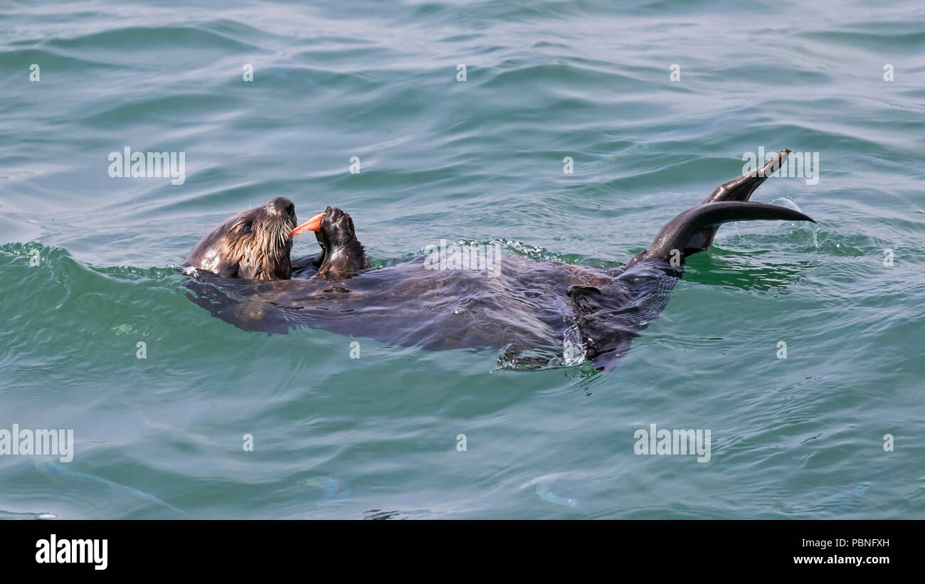 Sea Otter Am Moss Landing State Beach Stockfoto