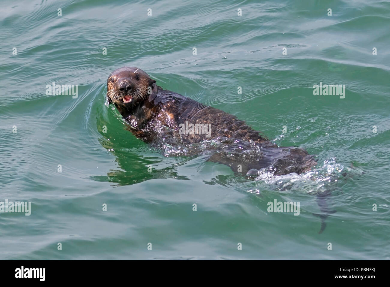 Sea Otter Am Moss Landing State Beach Stockfoto