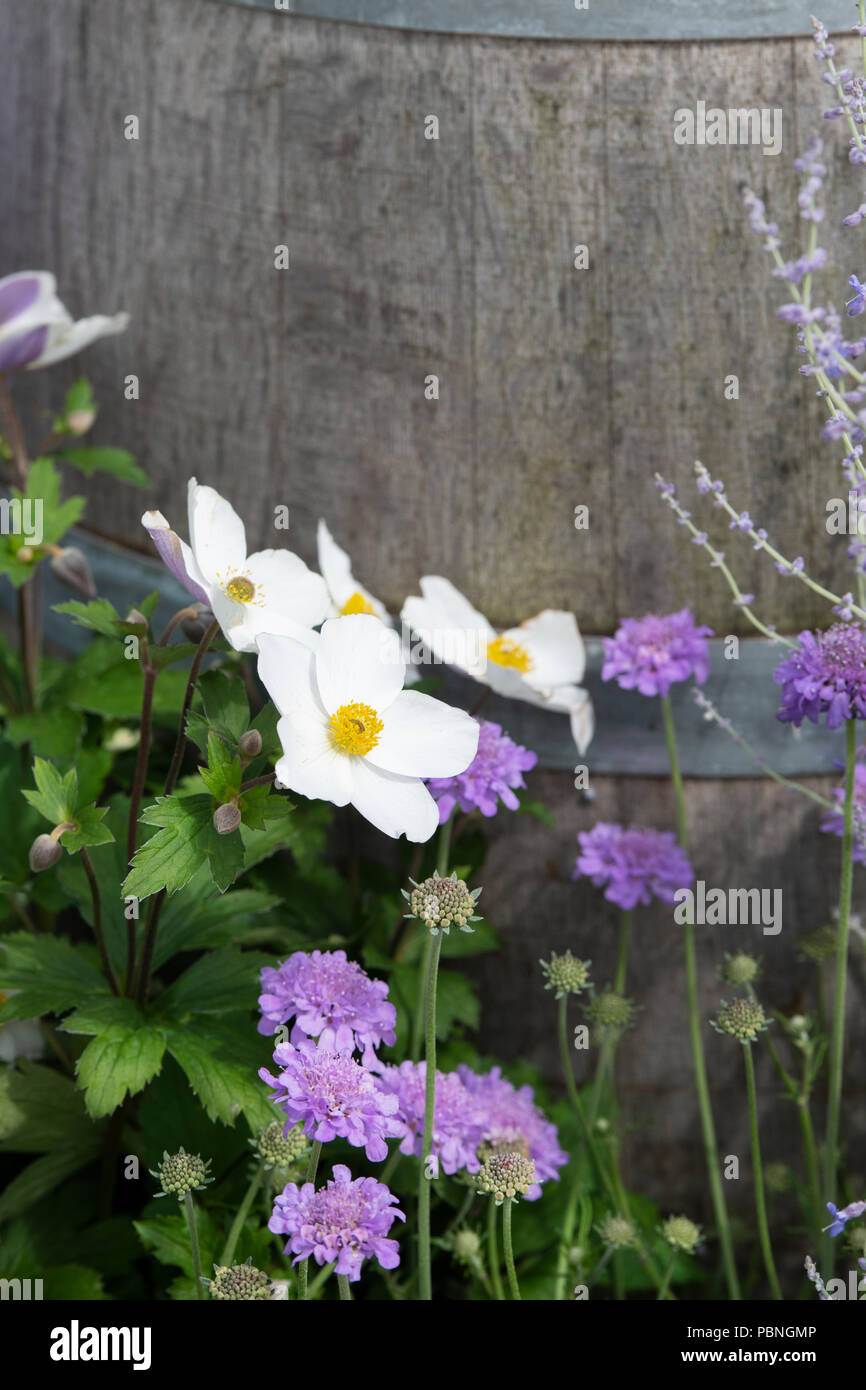 Anemone 'wilden Schwan". Cuneata. Japanische Anemone Blumen gegen ein Holzfass. Großbritannien Stockfoto