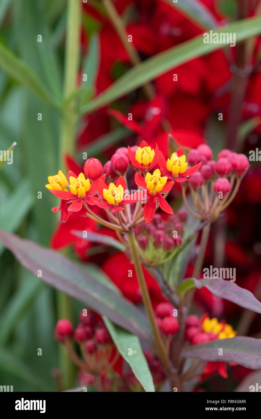 Die asclepias Curassavica "Silbrige Scarlet' Blumen. Bloodflower/seidig Scarlet milkweed Stockfoto