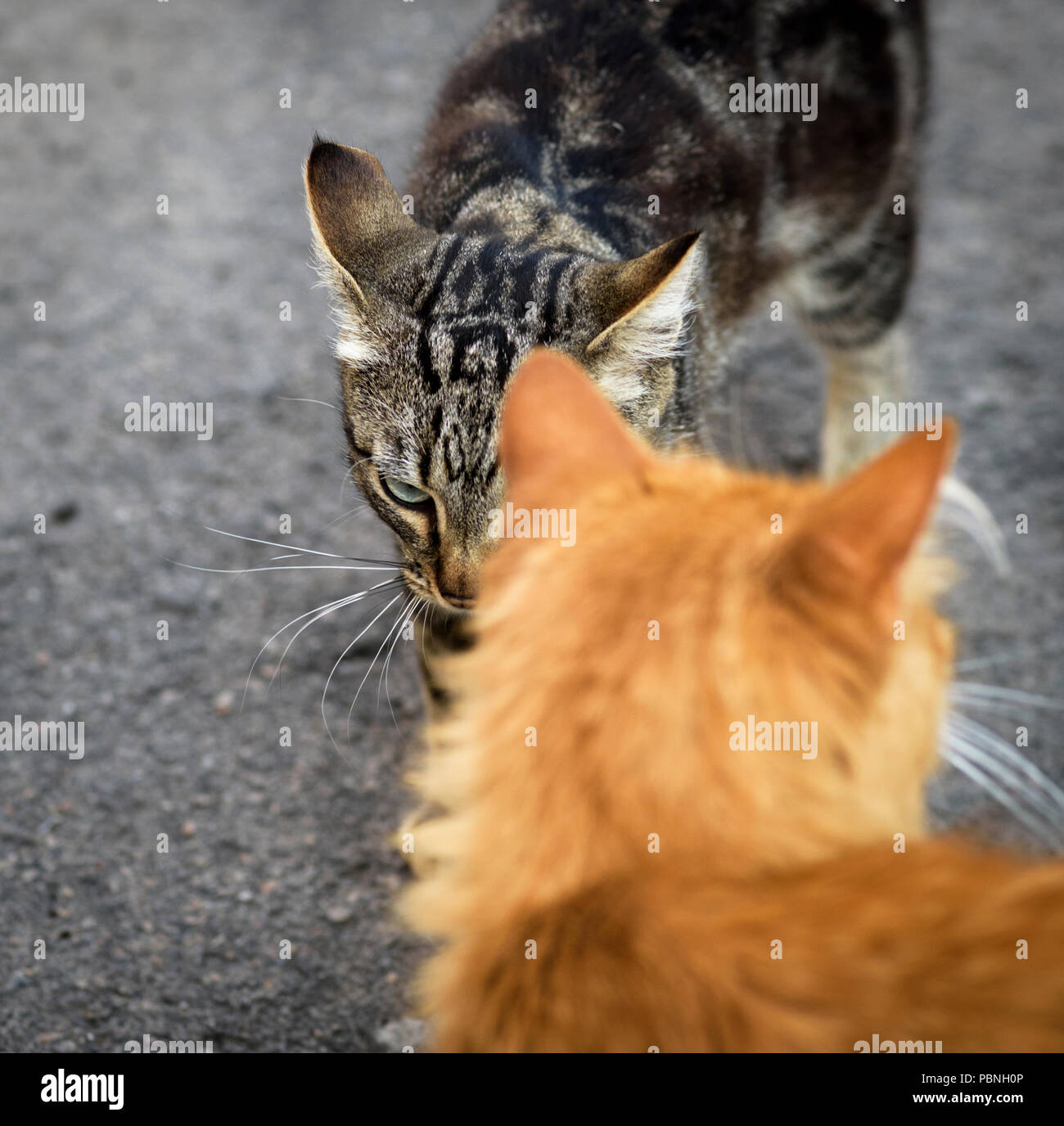 Zwei Katzen met auf der Straße, in der Nähe Stockfoto