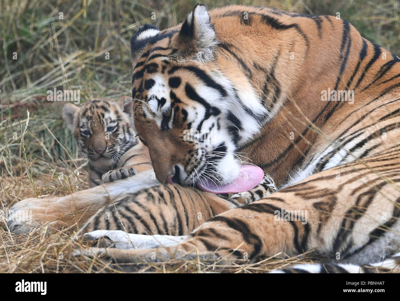 Gefährdete Amur tiger Naya mit ihr Monate alten Jungen am ZSL Whipsnade Zoo in Bedfordshire. Sieben Jahre alten Naya gebar die vier Jungen, die noch nicht benannt oder sexed wurde, am 23. Juni. Stockfoto