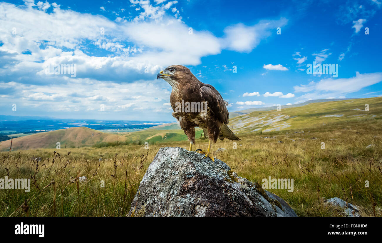 Bussard, Mäusebussard, Wissenschaftlicher Name: Buteo buteo, auf Flechten bedeckt Rock im englischen Lake District mit Panoramablick thront. Horizontale Stockfoto