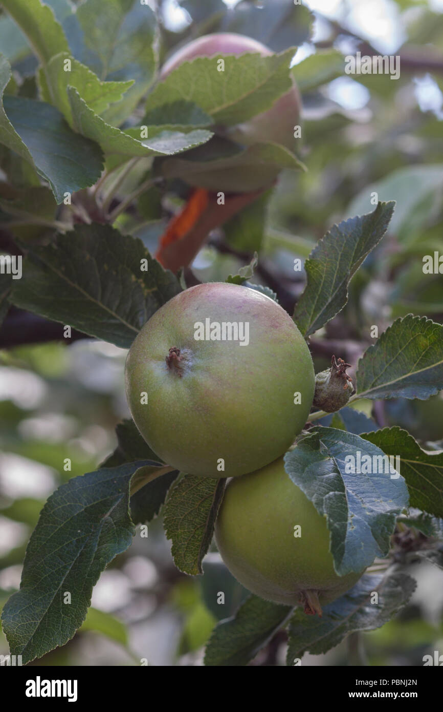 Grüne Äpfel am Baum Stockfoto