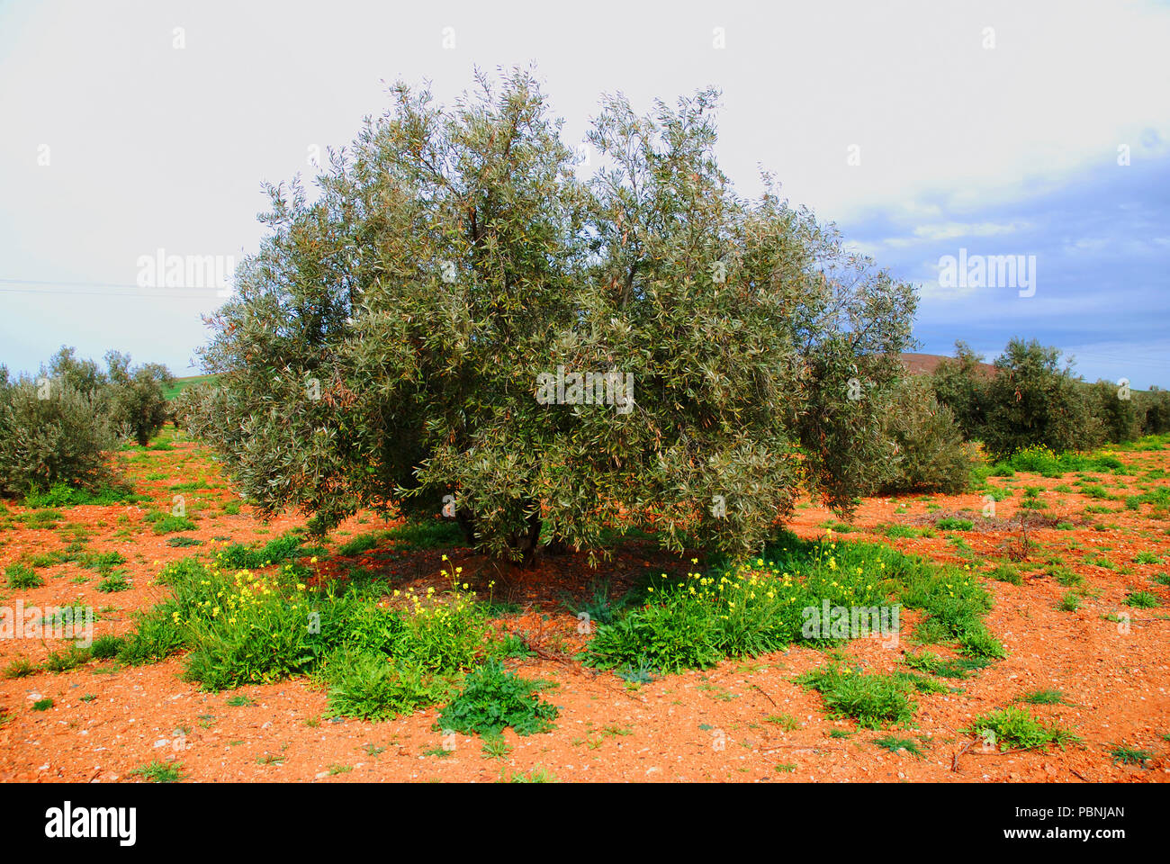 Olive Tree. Campo de Calatrava, Ciudad Provinz, Castilla La Mancha, Spanien. Stockfoto