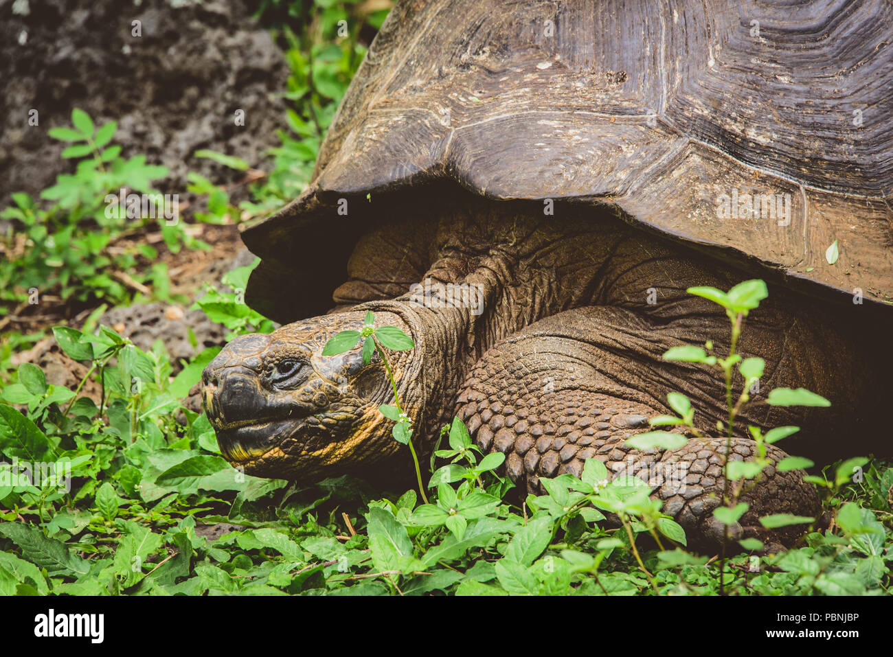 Riesenschildkröte auf den Galapagos Inseln in Ecuador, Südamerika Stockfoto