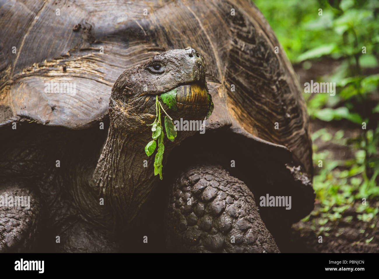 Riesenschildkröte kauen ein Blatt auf Galapagos, Ecuador, Südamerika Stockfoto