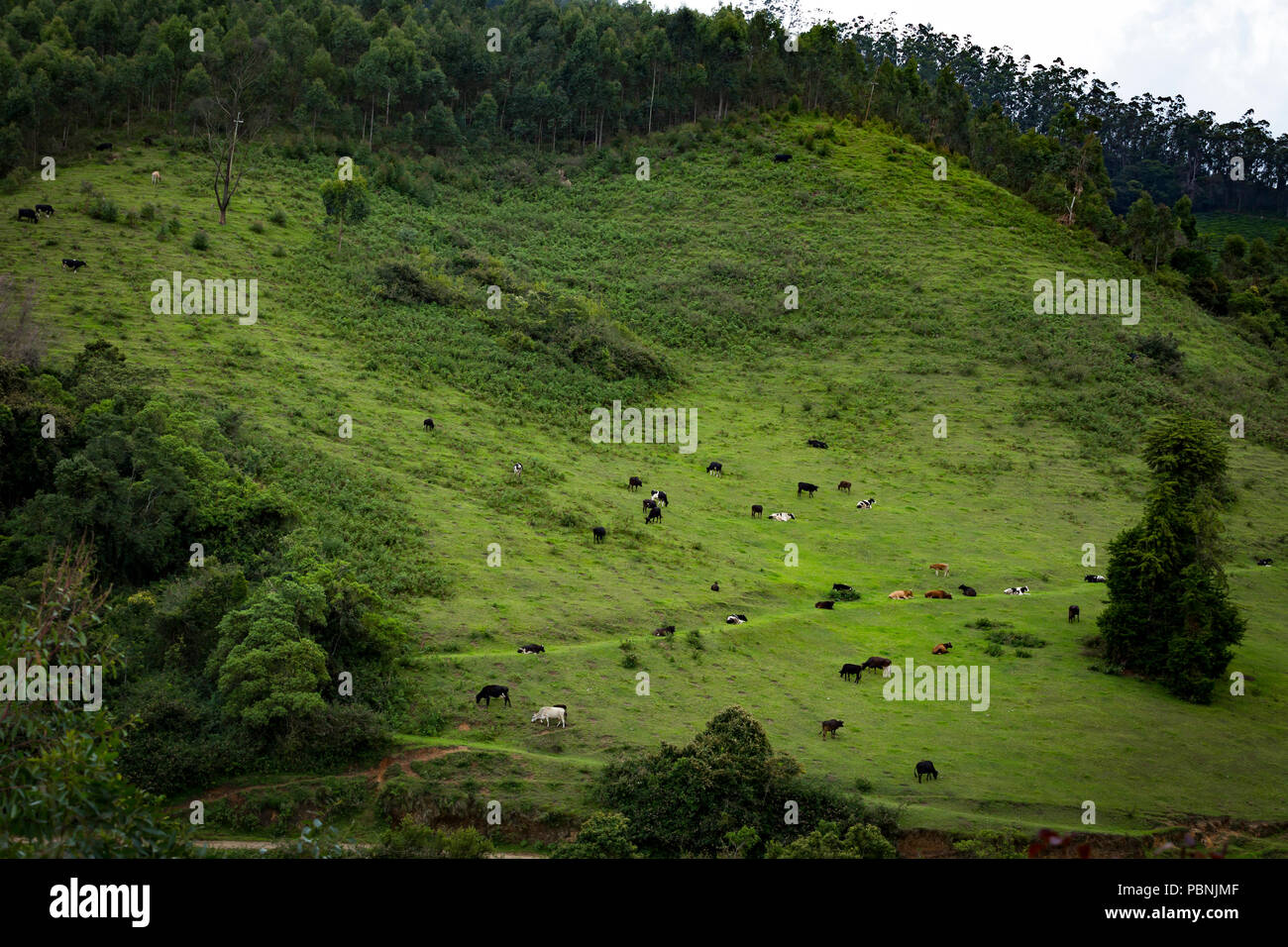 Malerische Grünland - Kuh grasen - traum Landschaft - Landschaft - Schöne - Landschaft - Rinder weiden auf den Wiesen Stockfoto