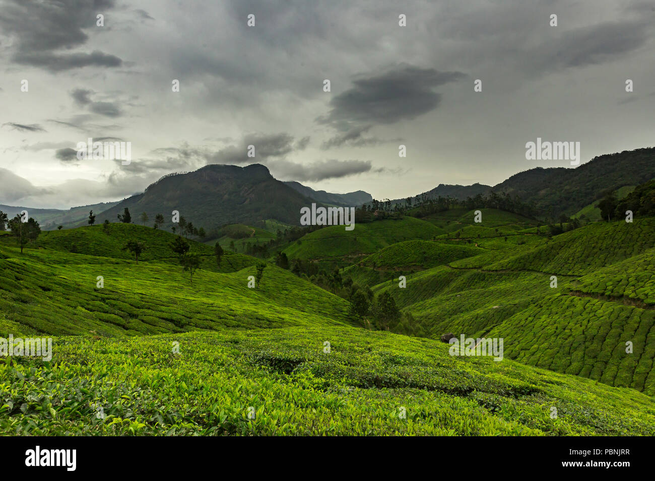 Tee Plantage Landschaft - die grüne Landschaft - munnar - Kerala - Indien Stockfoto