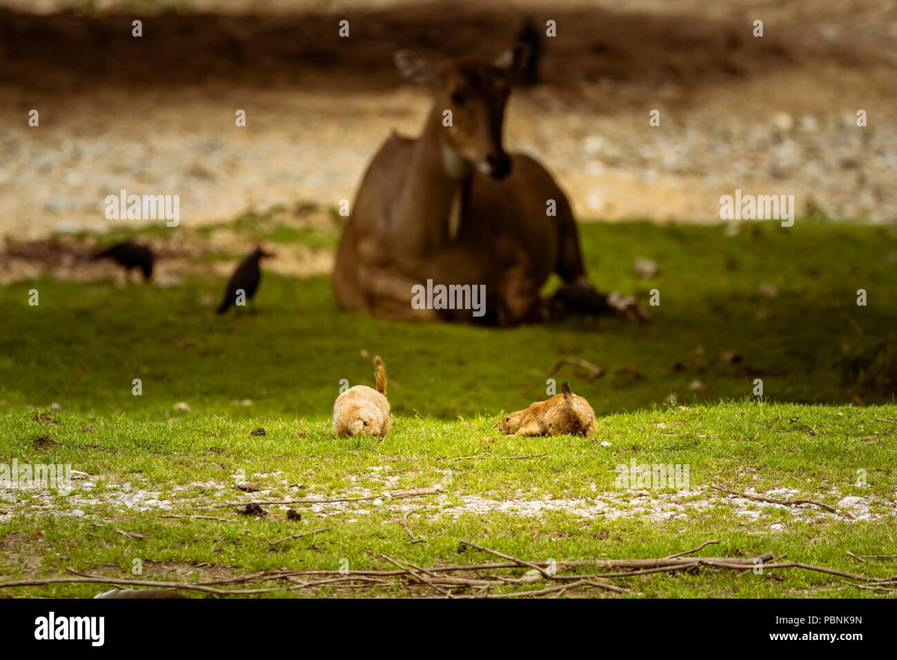 Stubenberg, Steiermark - Österreich 07.08.2018: Pere David Hirsch in zoo Österreich Steiermark Steiermark Reiseziel Herberstein Stubenberg am See Stockfoto