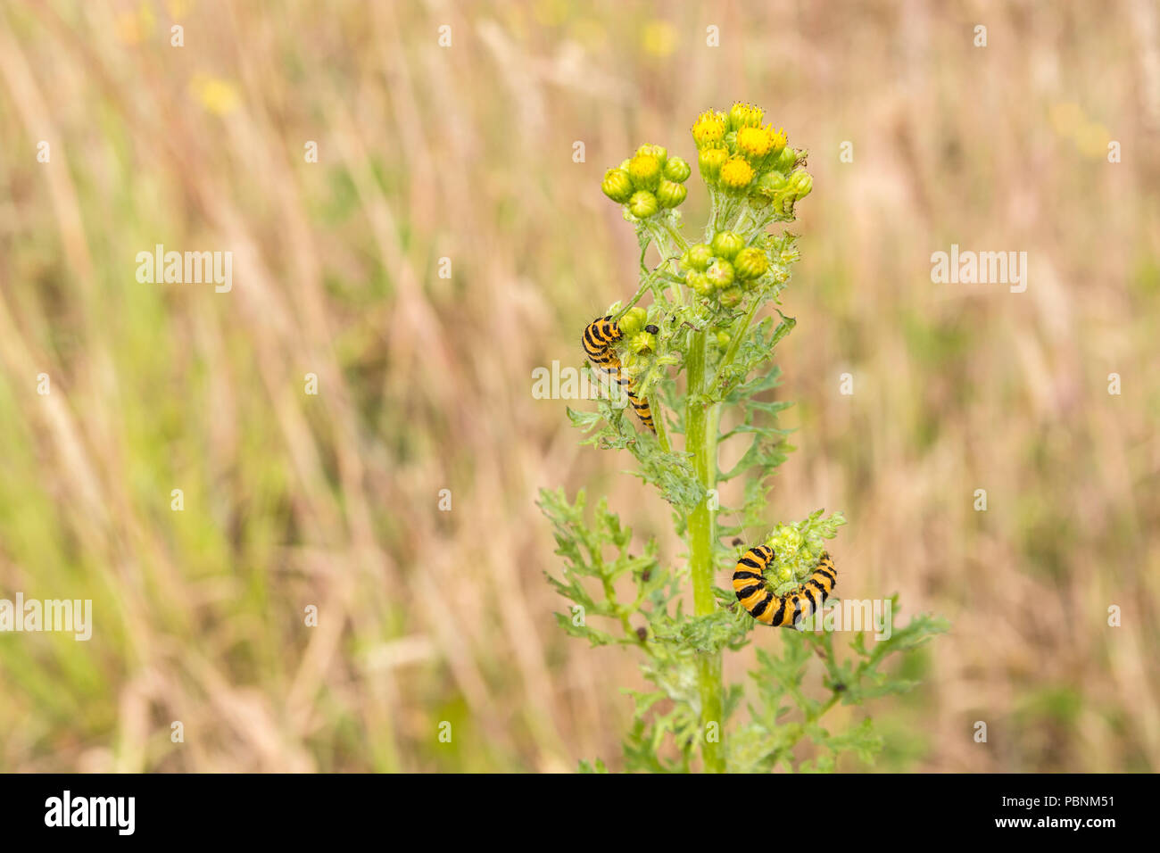 Zinnober Motte/Tyria jacobaeae Raupe auf Youngish Ragwort Dactylorhiza maculata = Extensa vulgaris. Unkräutern UK. Stockfoto