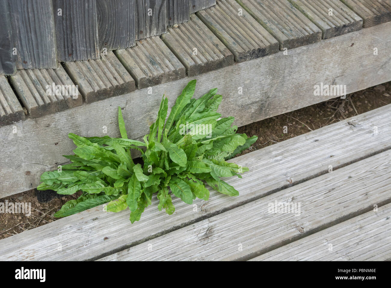 Blätter des Löwenzahns [Taraxacum officinale] wachsen aus einer Holzkonstruktion. Stockfoto