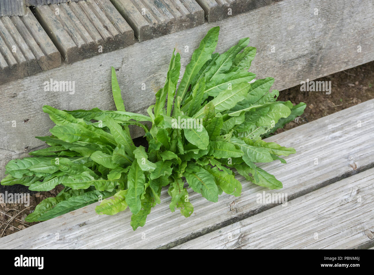 Blätter des Löwenzahns [Taraxacum officinale] wachsen aus einer Holzkonstruktion. Stockfoto