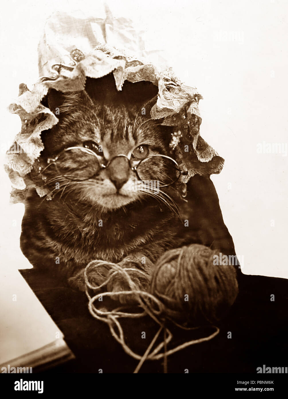 Eine anthropomorphe Katze stricken, Viktorianischen Periode Stockfoto