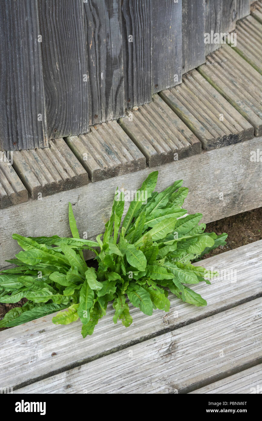 Blätter des Löwenzahns [Taraxacum officinale] wachsen aus einer Holzkonstruktion. Stockfoto