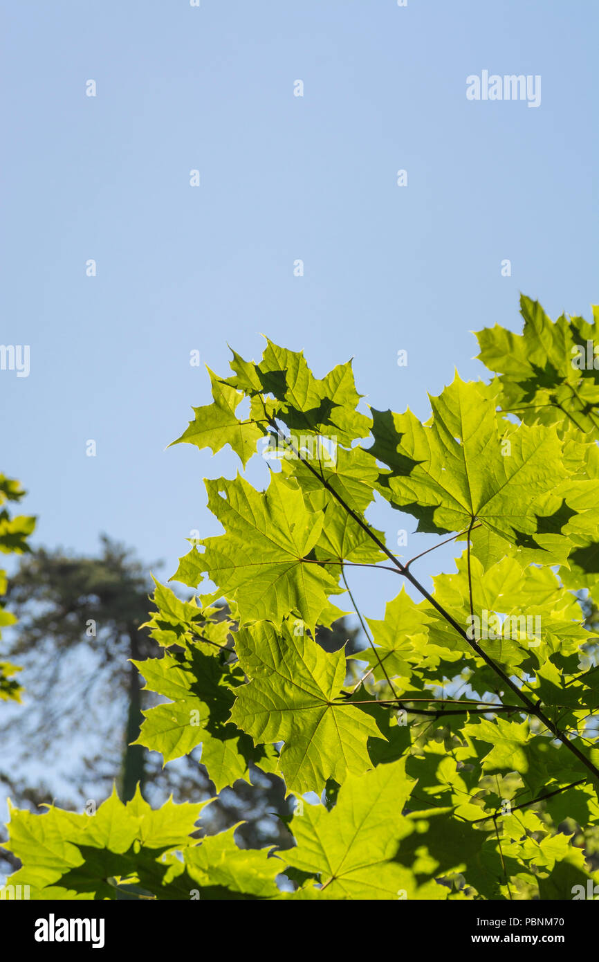 Laub / Blätter von Sycamore / Acer pseudoplatanus bei hellem Sommerlicht. Sycamore ist Mitglied der Familie Maple. Sonnenschein durch Blätter Stockfoto