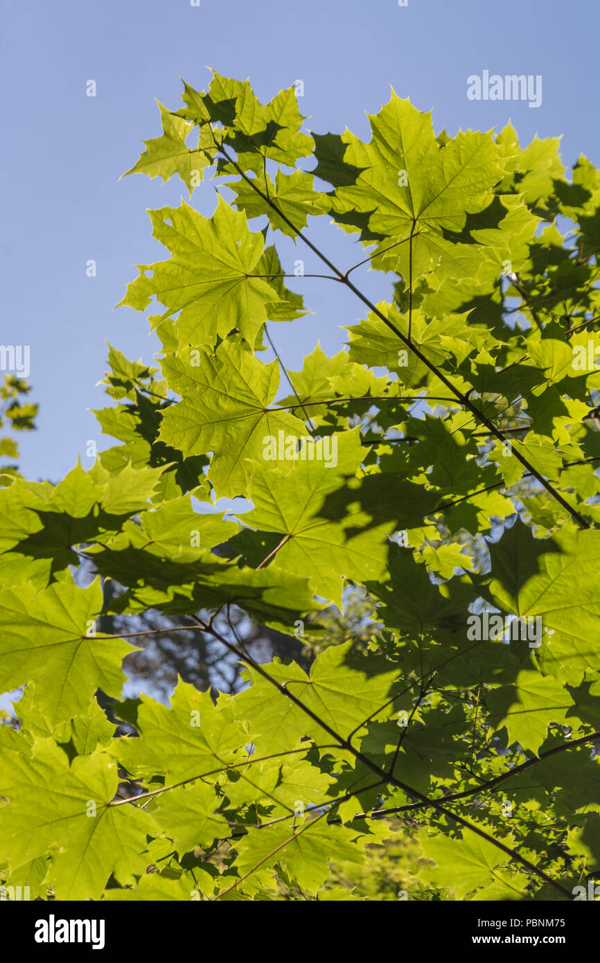 Laub / Blätter von Sycamore / Acer pseudoplatanus bei hellem Sommerlicht. Sycamore ist Mitglied der Familie Maple. Sonnenschein durch Blätter Stockfoto