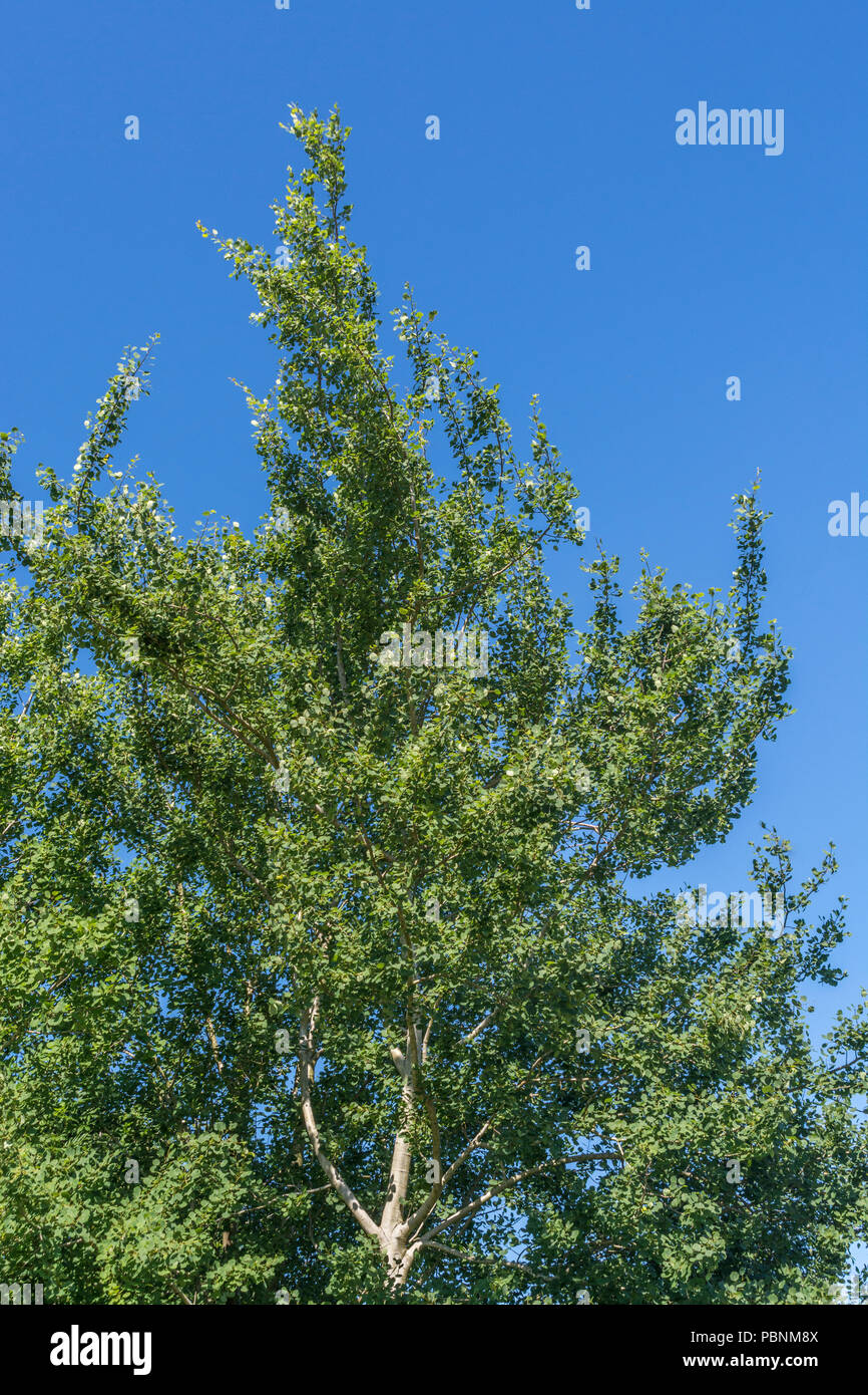 Laub von Aspen/Populus tremula. Sonnenlicht auf den Blättern. Baumkronen Wachstum. Stockfoto