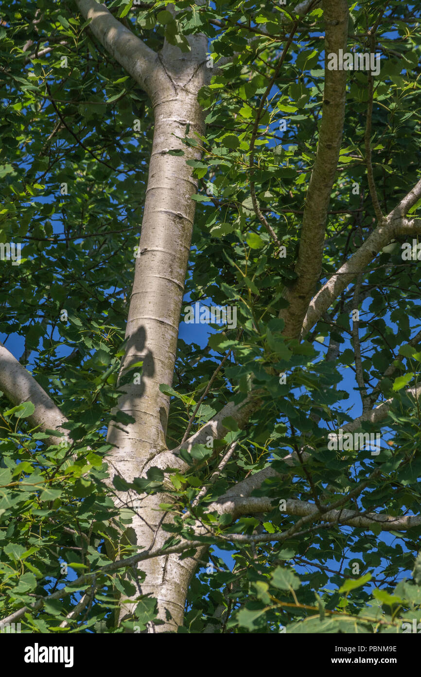 Laub von Aspen/Populus tremula. Stockfoto