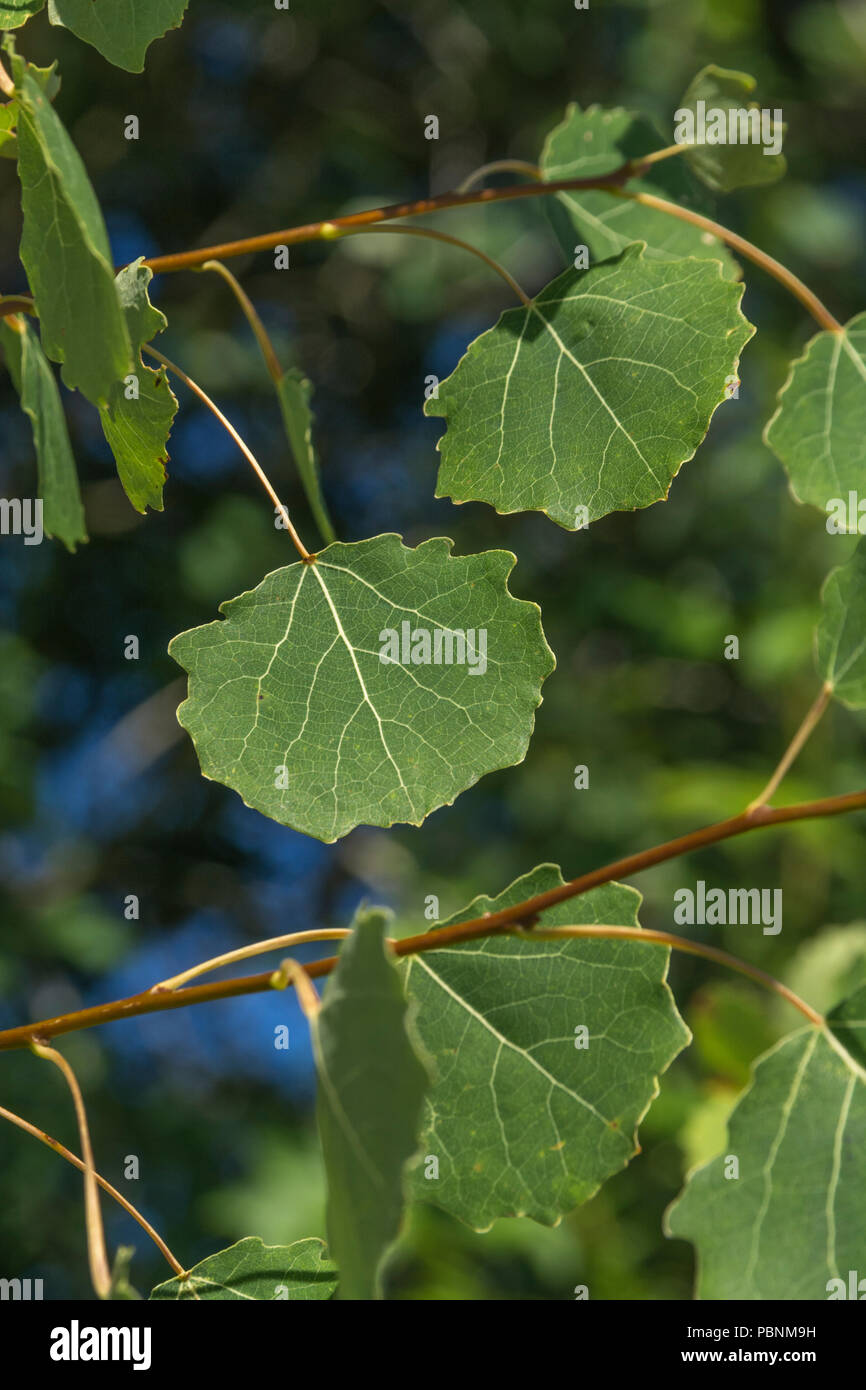 Laub von Aspen [Populus tremula}. Stockfoto