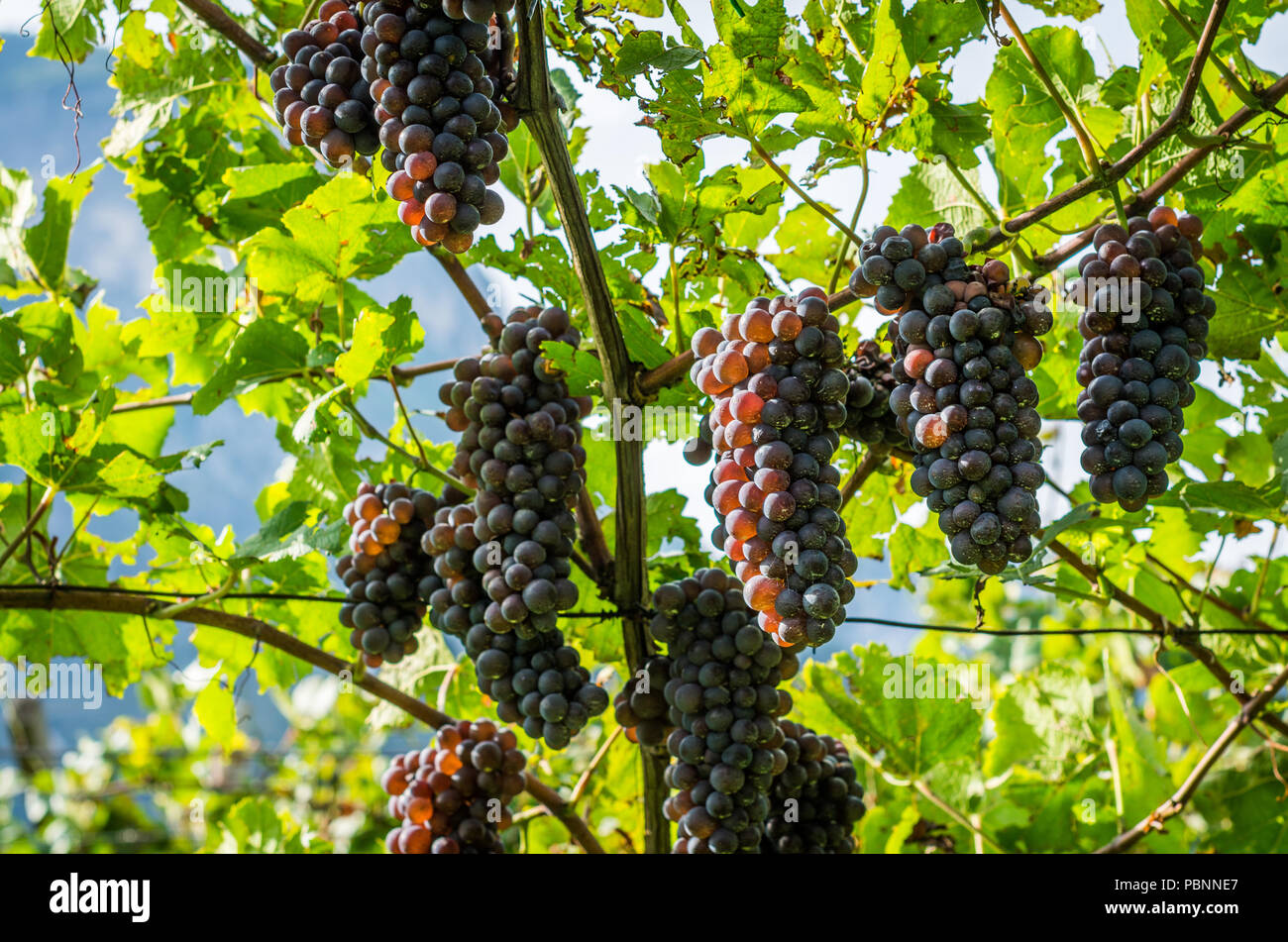 Pinot Grigio Rebsorte. Pinot Grigio ist eine weiße Rebsorte, die aus Trauben mit Grau, Weiß, Rot, Lila oder Skins. South ty Stockfoto