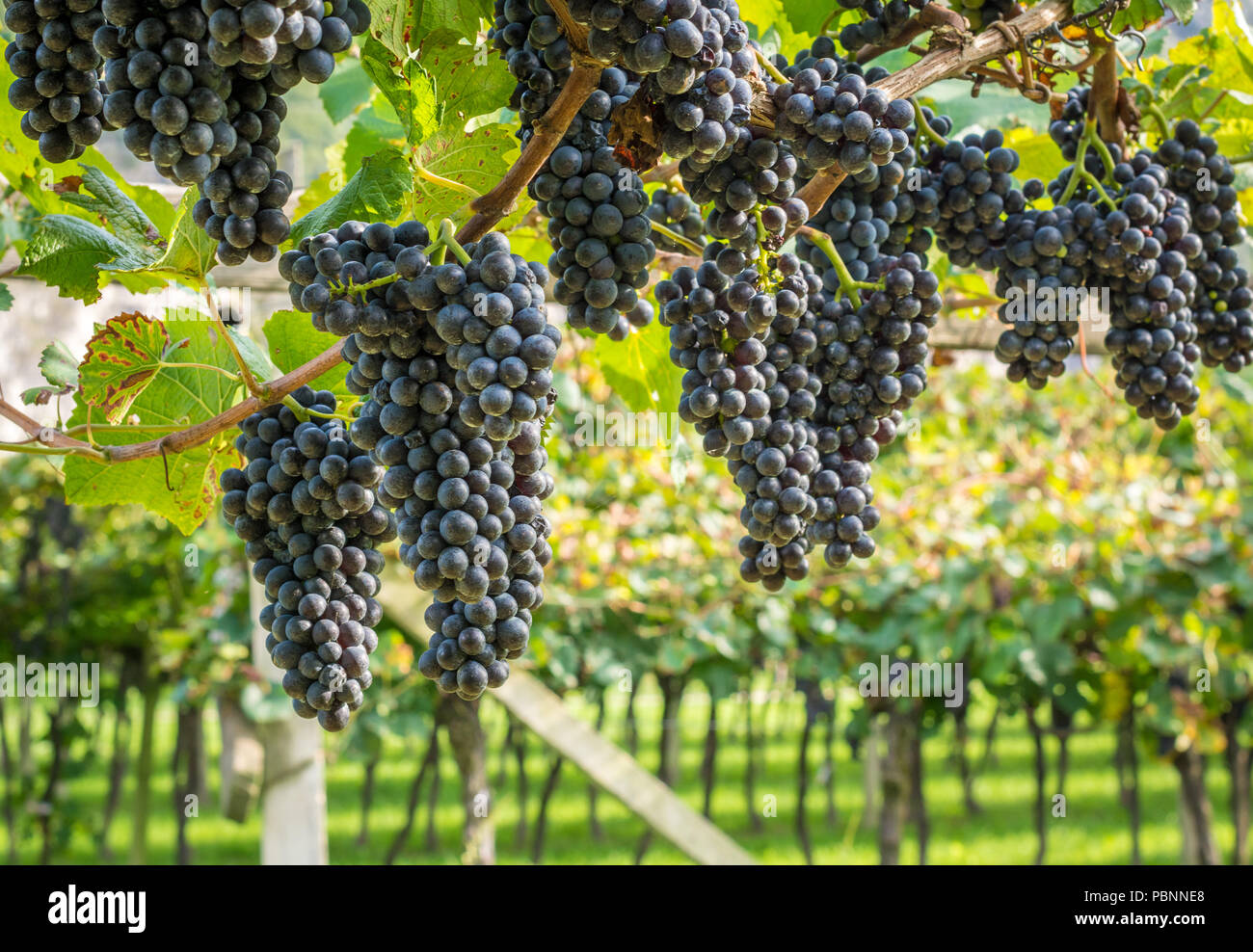 Teroldego Rebsorte. Teroldego ist ein tief rot gefärbt Keltertrauben, meist im Trentino Wein Region Norditalien angebaut Stockfoto