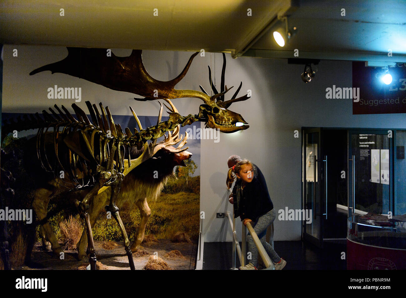 BELFAST, NI - 15. JULI 2016: Tierische Bereich der Ulster Museum, Belfast, Nordirland. Er wurde 1929 gegründet Stockfoto