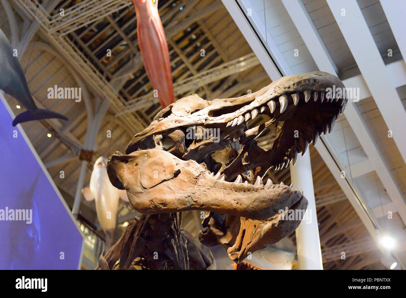EDINBURGH, Schottland - Juli 17, 2016: Tyrannosaurus rex Skelett im Nationalmuseum von Schottland. Es wurde im Jahr 2011 renoviert Stockfoto