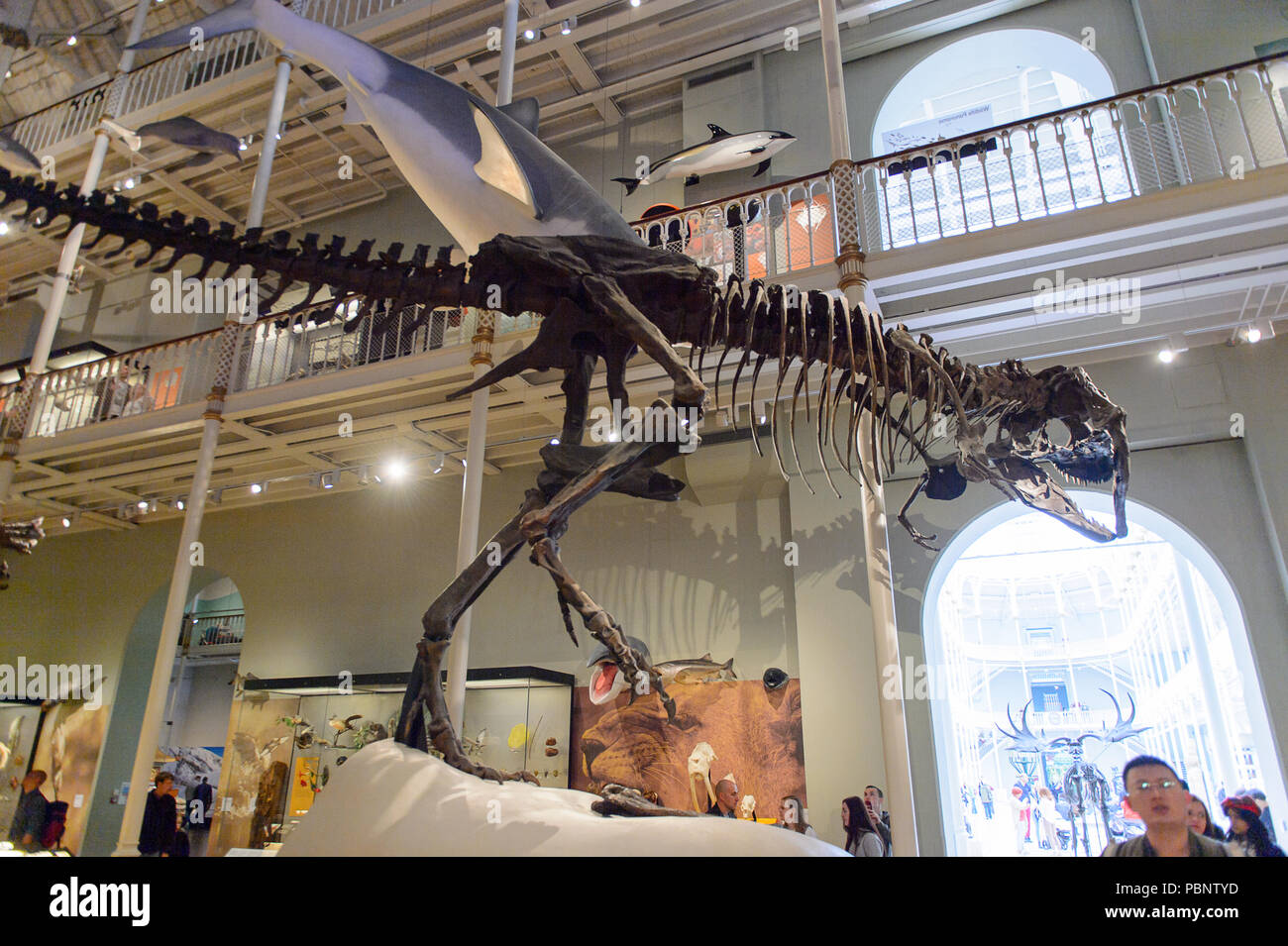 EDINBURGH, Schottland - Juli 17, 2016: Tyrannosaurus rex Skelett im Nationalmuseum von Schottland. Es wurde im Jahr 2011 renoviert Stockfoto