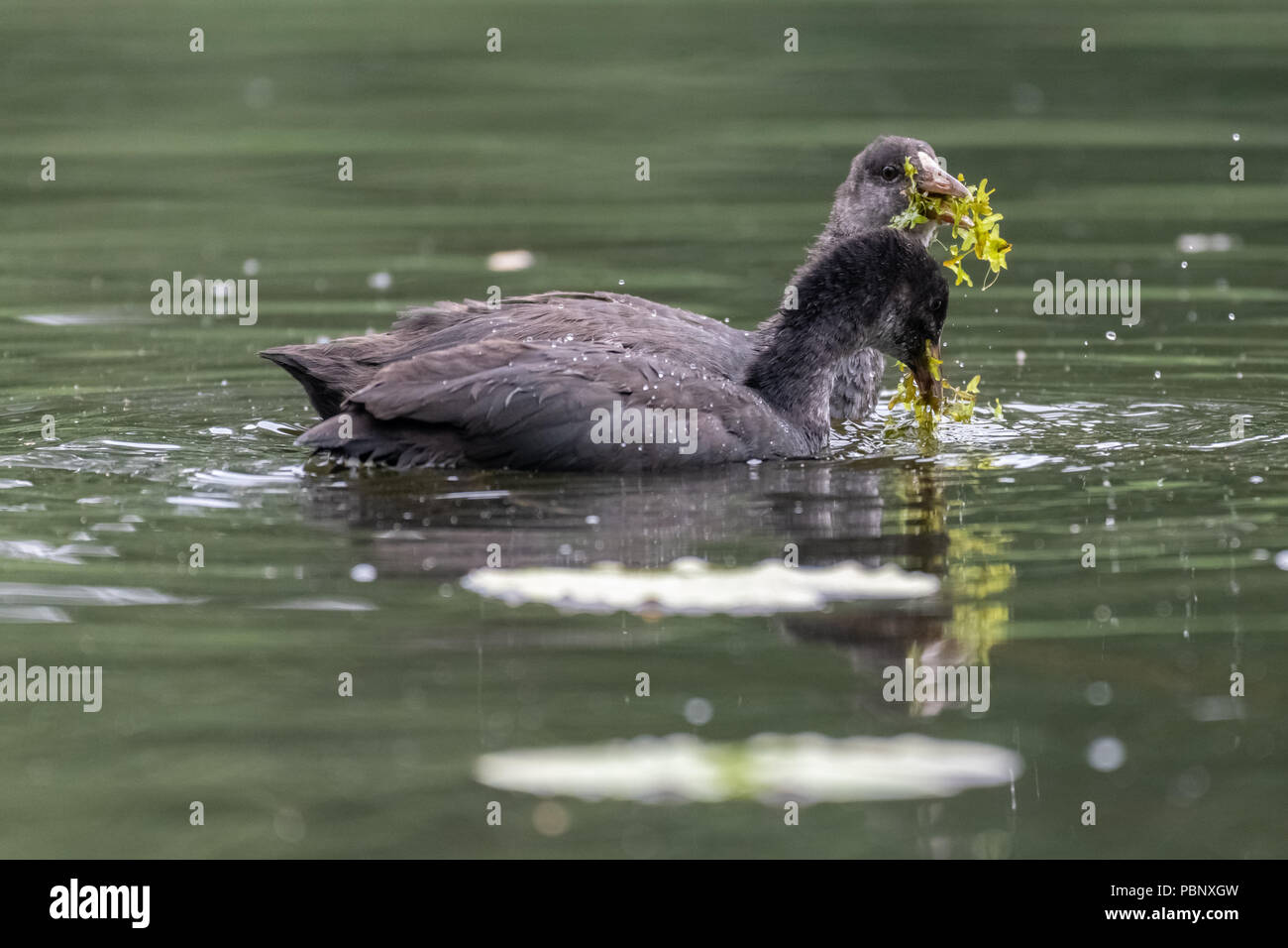 Junge eurasischen Blässhuhn (Fulica atra) Stockfoto
