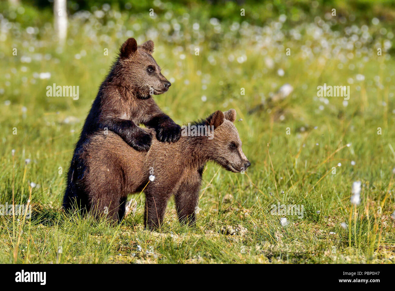 Brown bear Cubs spielen auf dem Sumpf. Stockfoto