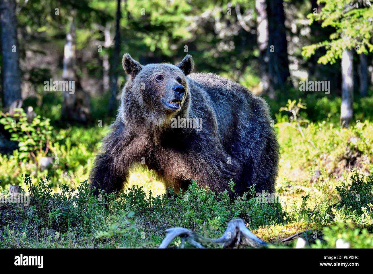 Brauner Bär im Wald. Stockfoto