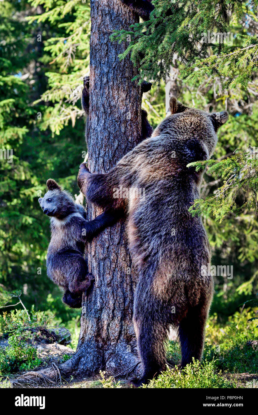 Mutter Braunbären und es Jungen sind in Alarmzustand wegen der großen männlichen Bären ist irgendwo herum. Stockfoto