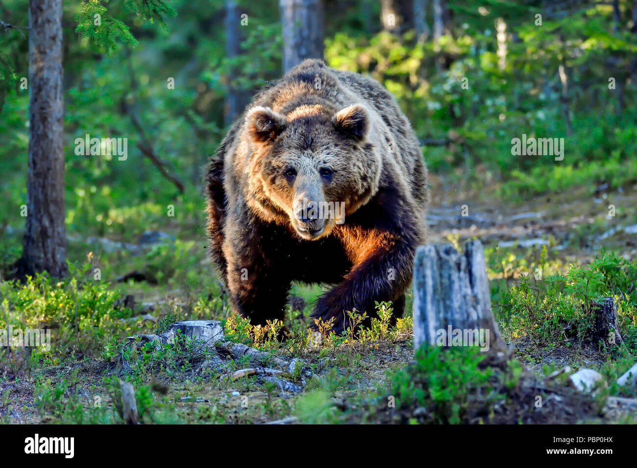 'Alfa' männliche Braunbären zeigt Aggressionen gegen andere männliche Bären durch ihn anzugreifen. Stockfoto