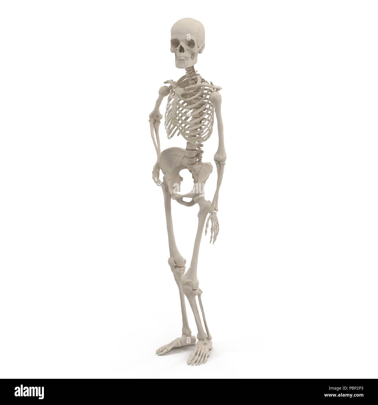 Menschlichen weiblichen Gerippe Pose auf Weiß. 3D-Darstellung Stockfoto
