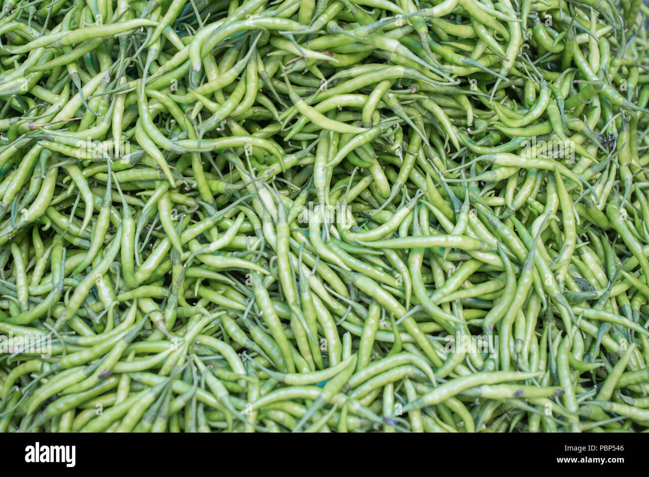 Grüne Chilis aus Indien. Stockfoto