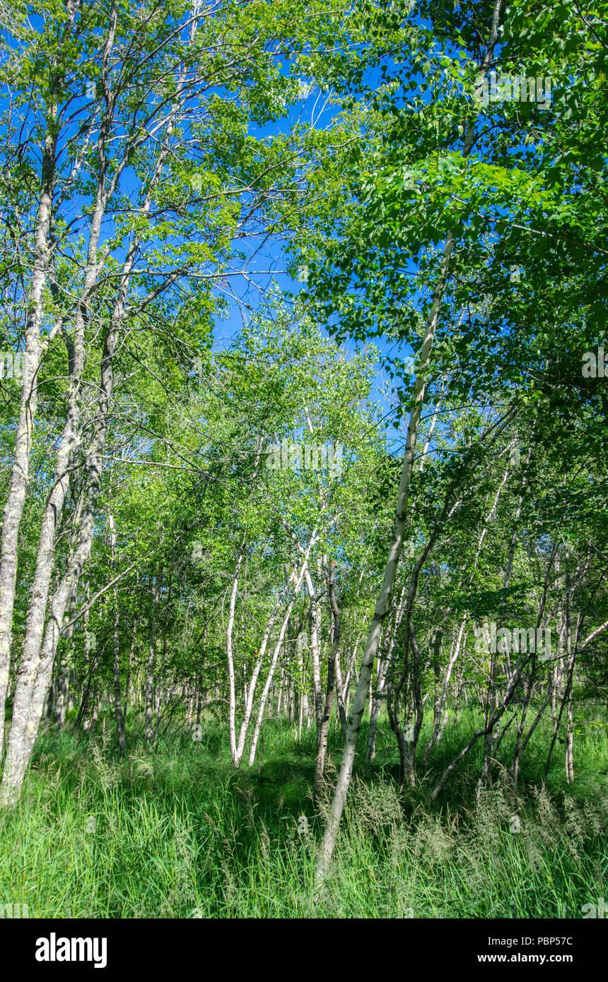 Jesup Pfad ist ein Pfad mit weißen Birken in Acadia Nationalpark. Stockfoto