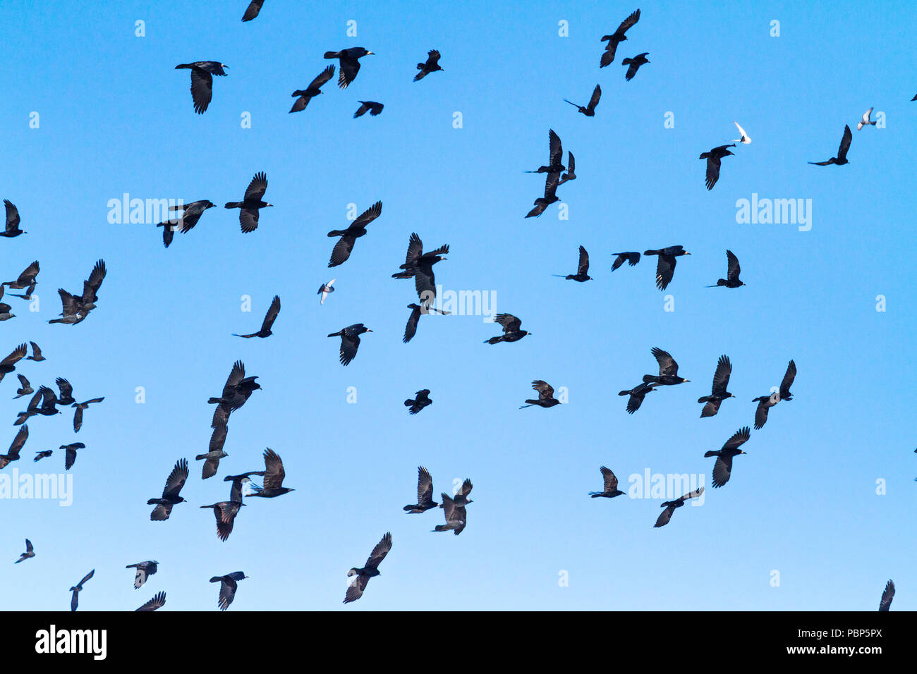 Herde verschiedener Vögel fliegen durch den Himmel Stockfoto