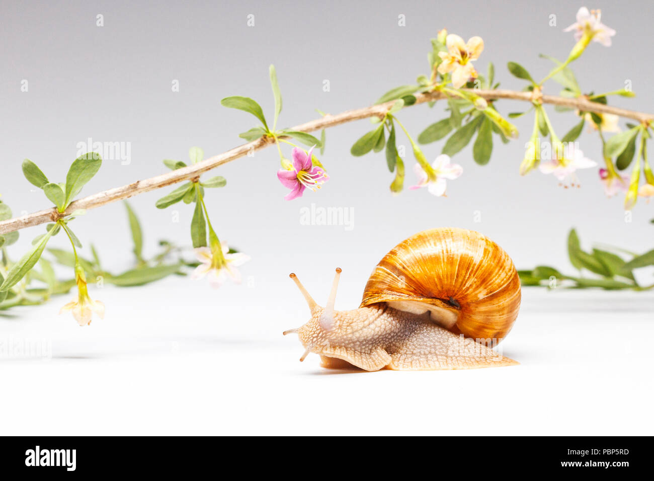 Schnecke kriecht um einen schönen blühenden Zweig Stockfoto