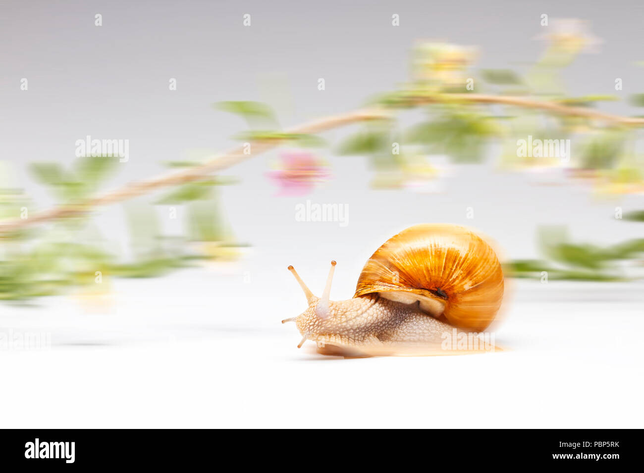 Schnecke ist sehr schnell schleichenden Stockfoto