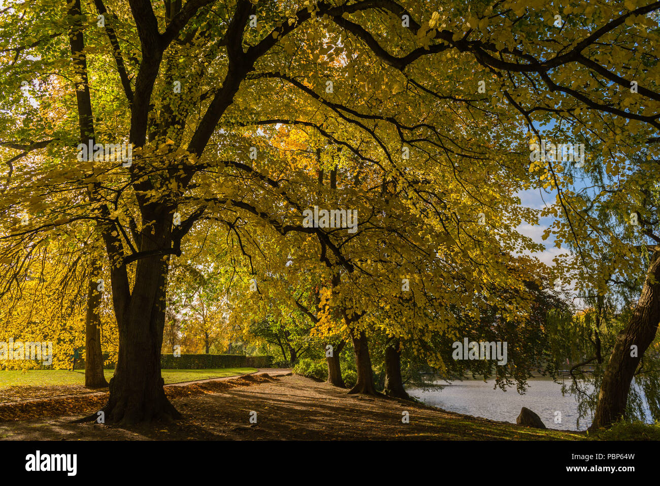 Herbst, fall Foilage, Bäume, See, saeson, Schreven-Park, Schleswig-Holstein, Kiel, Deutschland, Europa Stockfoto