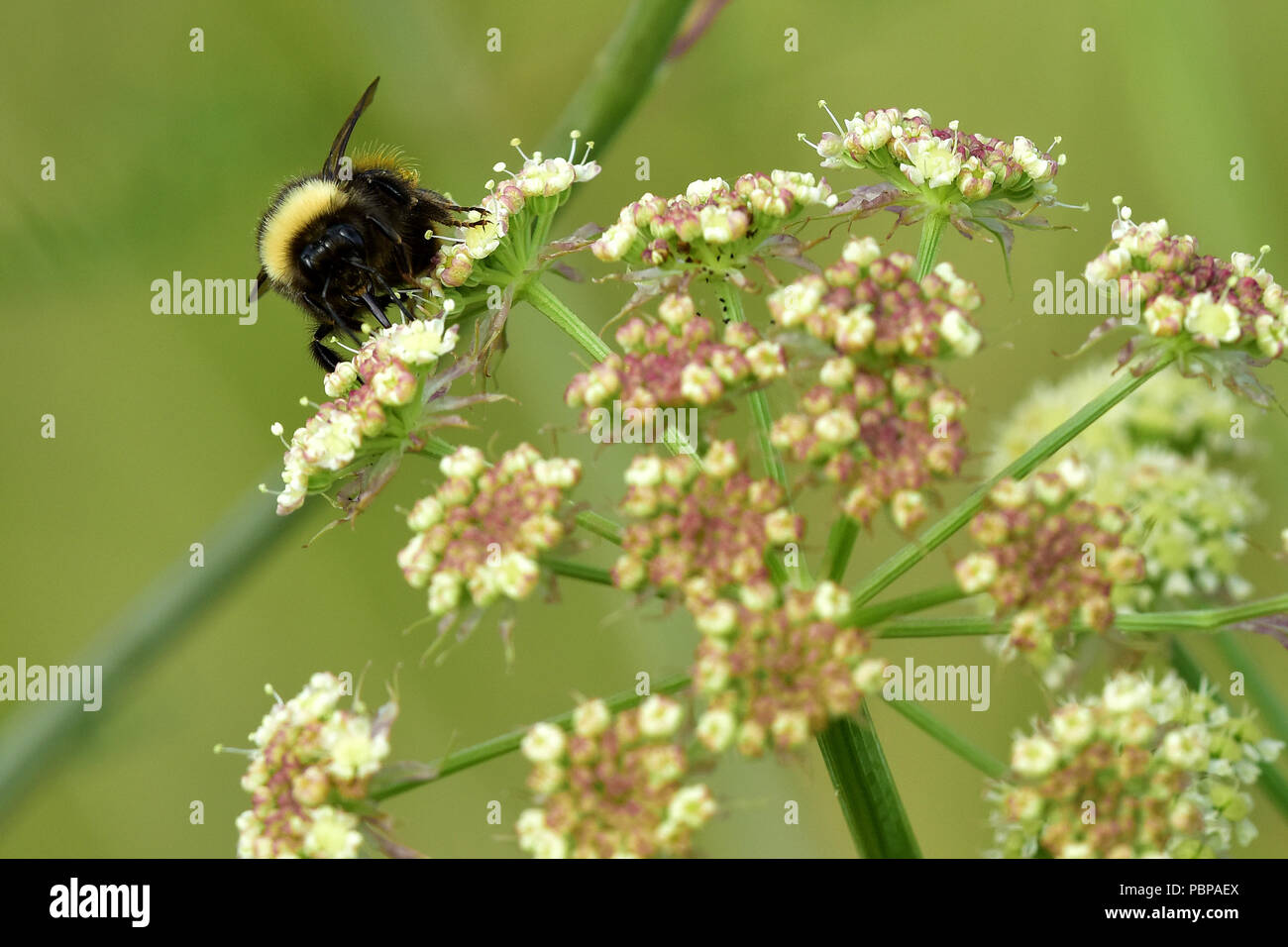 Schafgarbe (Achillea millefolium) ist eine wichtige Nahrungsquelle für Alaska's Bienen und Käfer, und ist in vielen Native Systeme in der Medizin verwendet. Stockfoto