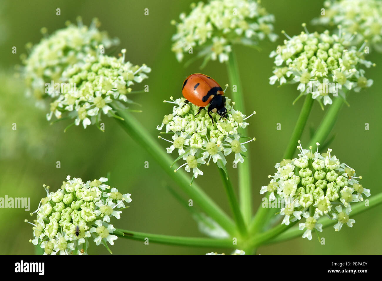 Schafgarbe (Achillea millefolium) ist eine wichtige Nahrungsquelle für Alaska's Bienen und Käfer, und ist in vielen Native Systeme in der Medizin verwendet. Stockfoto