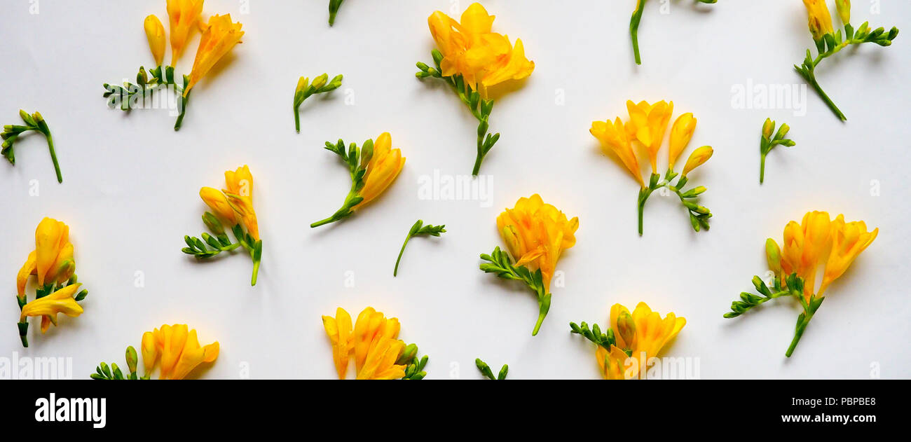 Blumen Komposition. Rahmen aus getrockneten gelben Blumen auf weißem Hintergrund. Flach, Ansicht von oben. Stockfoto