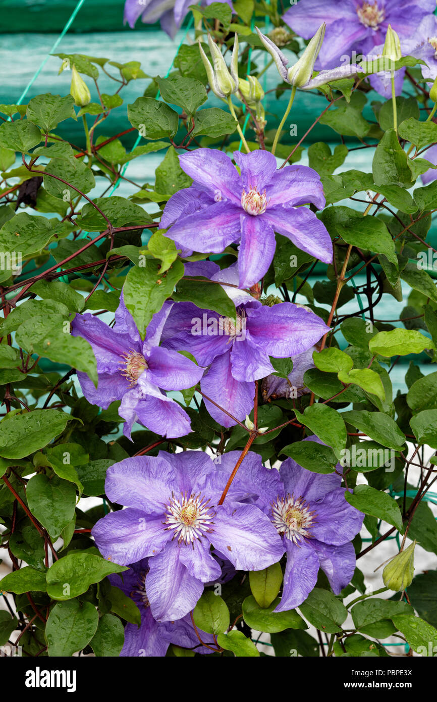 Clematis Pflanzen Mit Lila Bluten Kletterwand Von Haus Anmelden