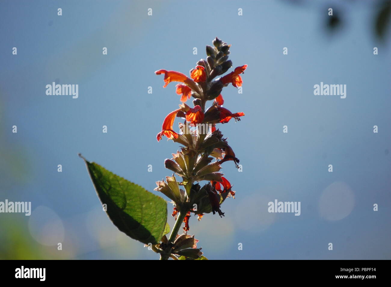 Blumen in Goshainkunda Gebiet, Nepal Stockfoto