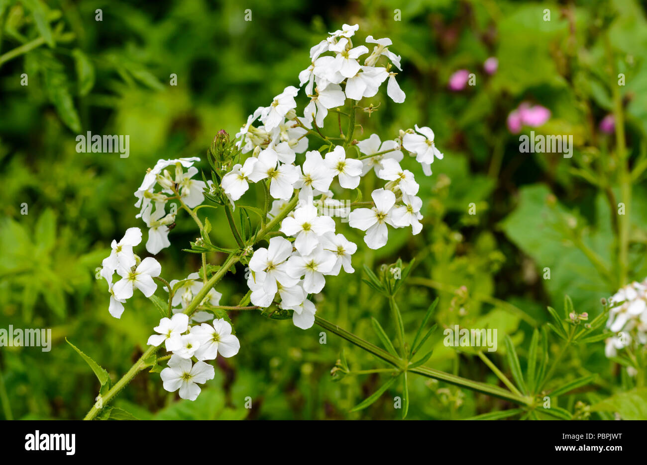 Dame der Violette Pflanze, auch bekannt als Dame Rakete (hesperis Matronalis) im Sommer in West Sussex, England, UK. Siehe "Beschreibung" eingeben. Stockfoto