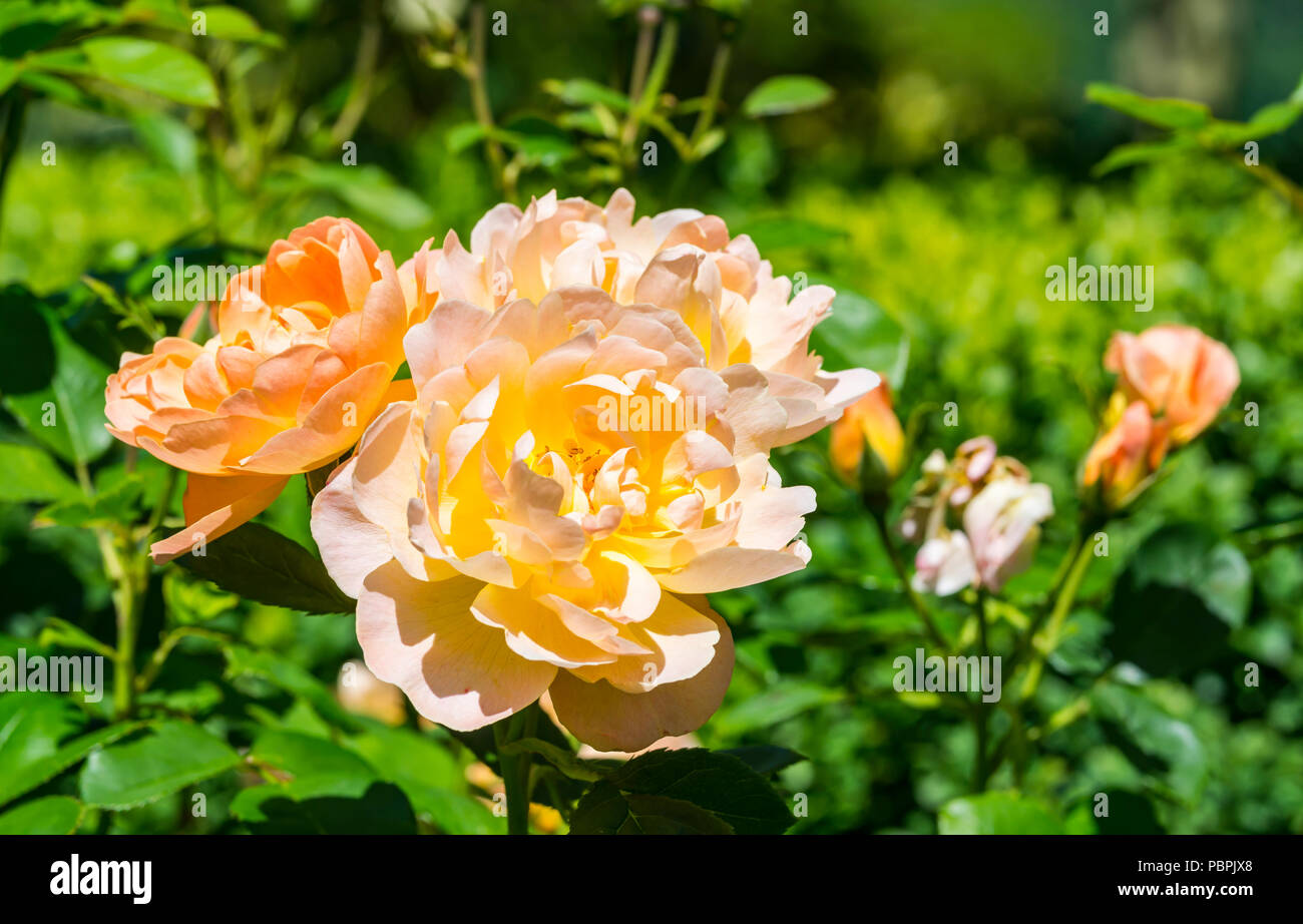 Gelb oder Orange Rose wächst im Frühsommer in West Sussex, England, UK. Stockfoto