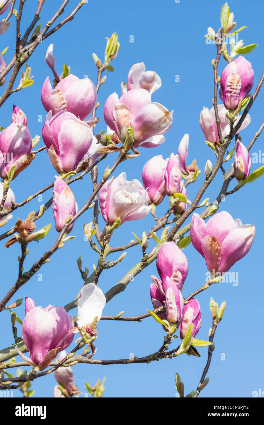 Magnolie mit rosa und weißen Blüten, Beginn der Blüte im Frühjahr in Großbritannien. Stockfoto